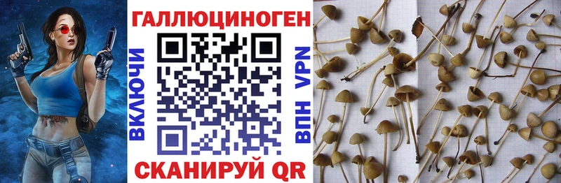 Галлюциногенные грибы Cubensis  закладки  Оса 